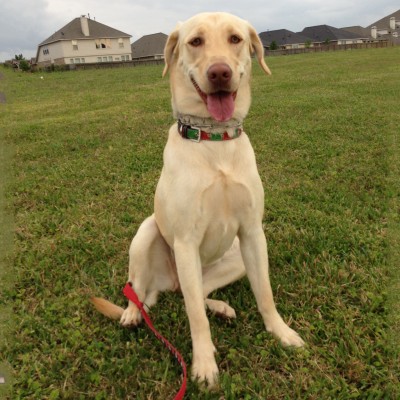 Honey can walk and be calm with our other older dog