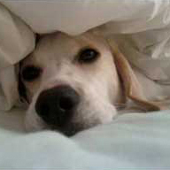 Bear stays on bed when people come over