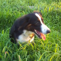 Cassie’s loose leash walking solid and now a Therapy Dog