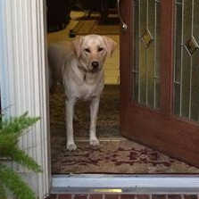 Daisy calmly ‘staysback’ for trick or treaters