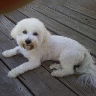 Lilly and owner think Pawsitive Focus is the Dog Whisperer of North Carolina