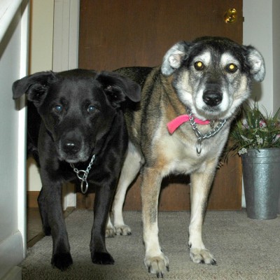 Shannon and Sportster at 9-12 years old learn to be calm and boundaries