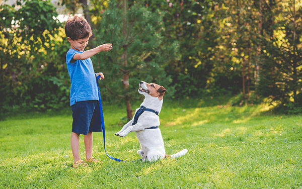 Boy training jack russel terrier